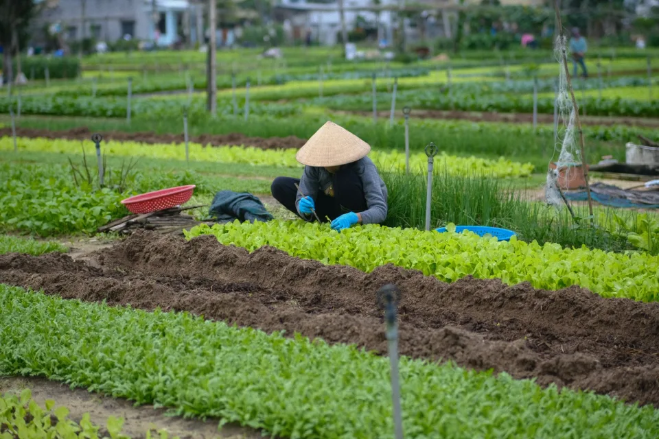 Luống rau và bảng giá