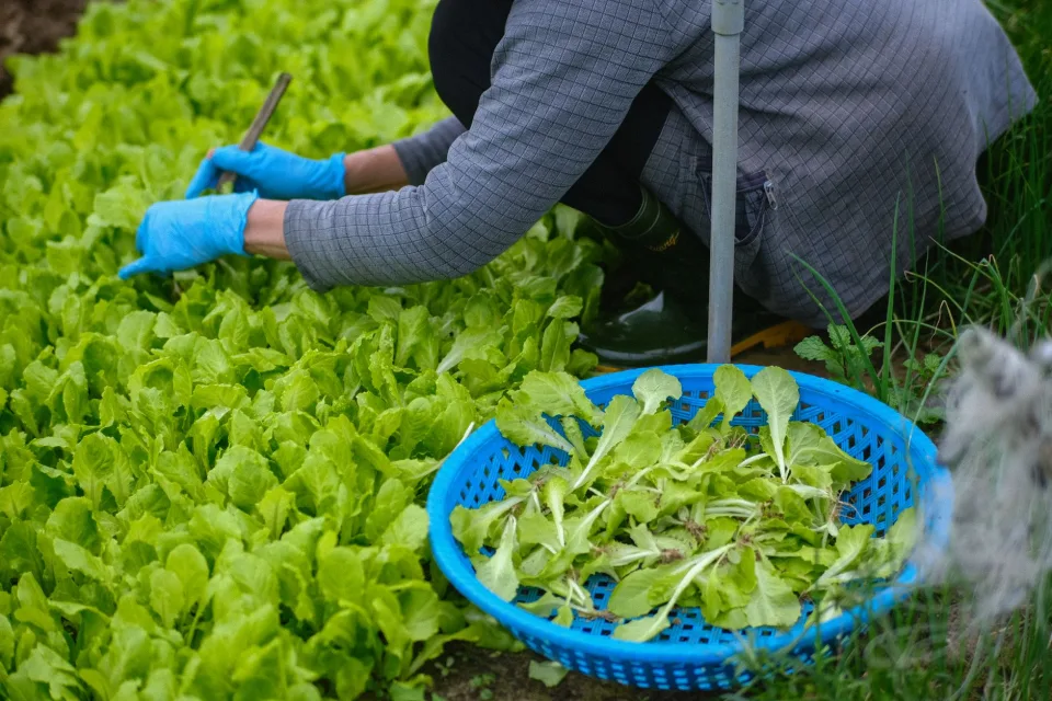 Toàn cảnh nhà vườn